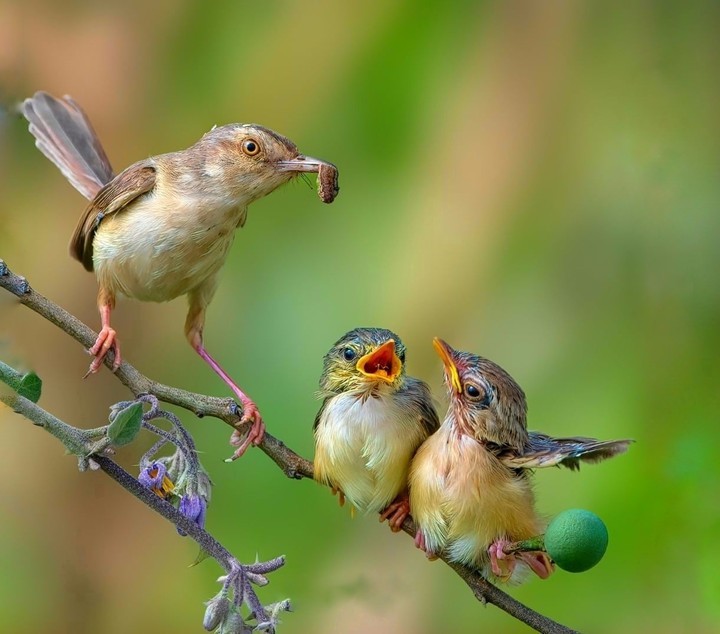 bird