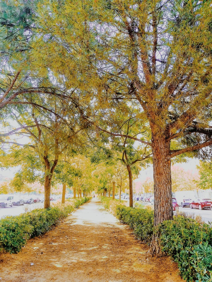 Árbol