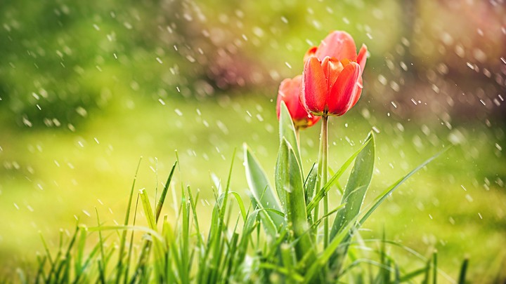 Tulip Flowers