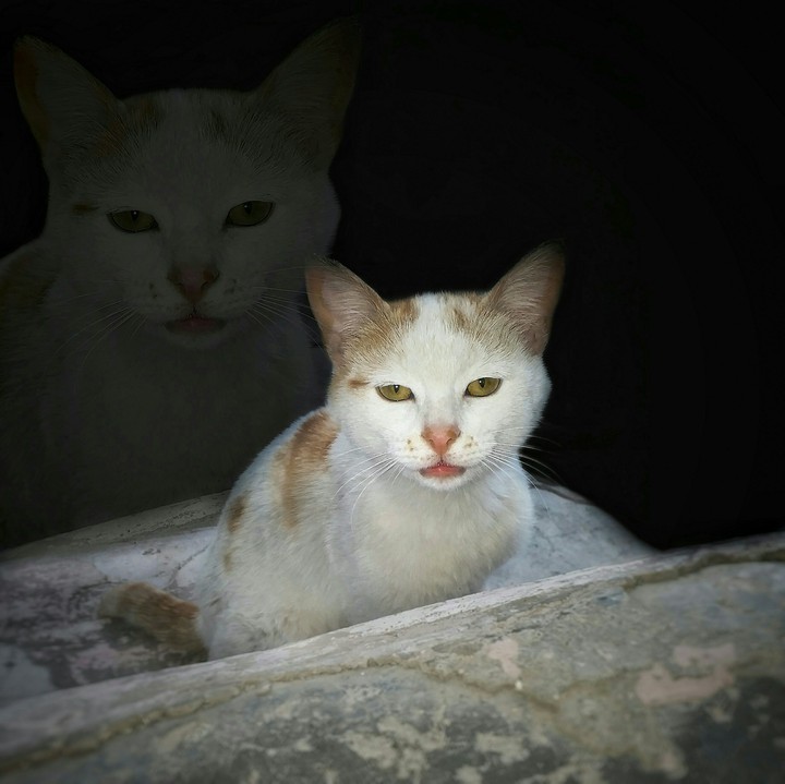 Kedi