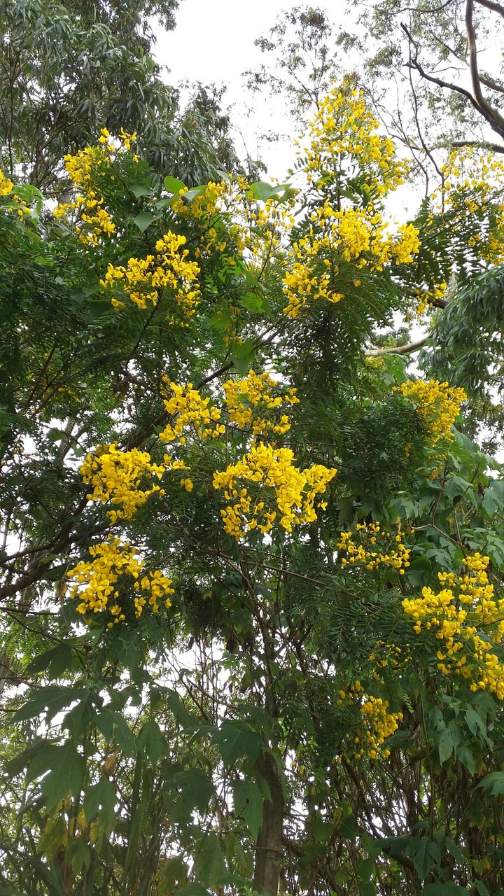 Flores amarelas  tragam me alegria...