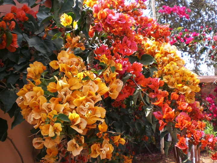 The colors of summer