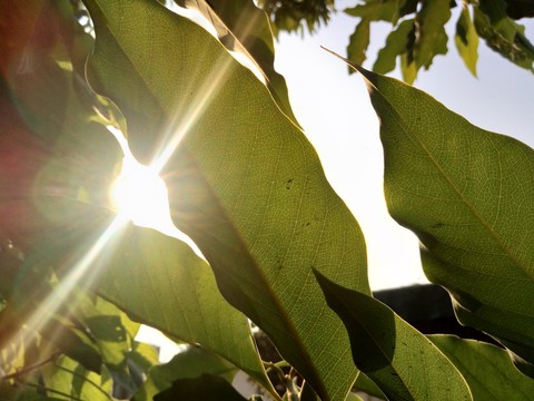 green leaves