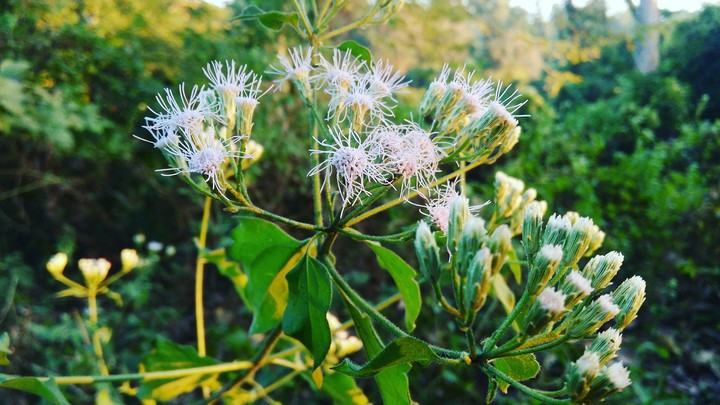 Beauty of Nature