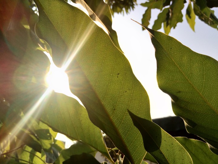 green leaves