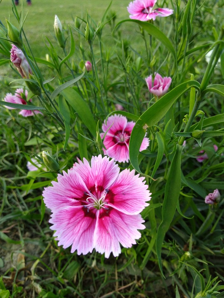 Pansy flower