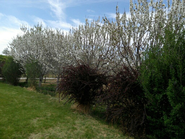 Spring