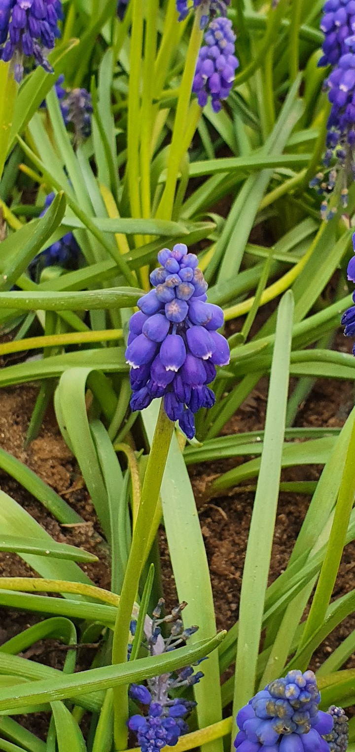 blue flower