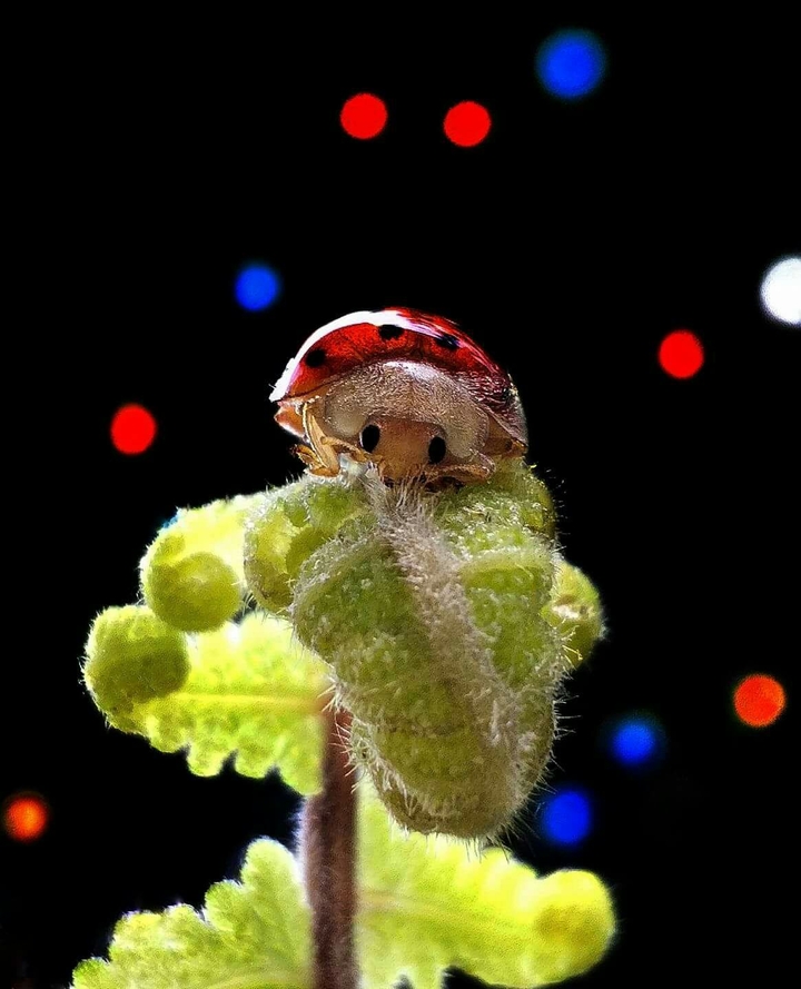 Cute Bug