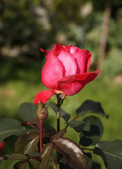 rose