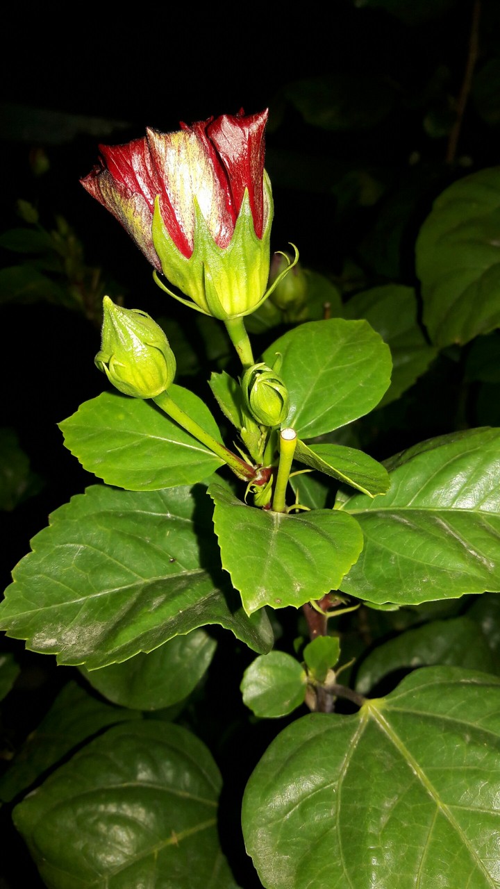 flower