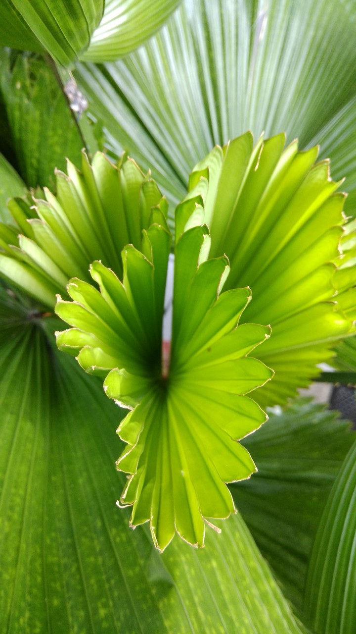 art of leafs
