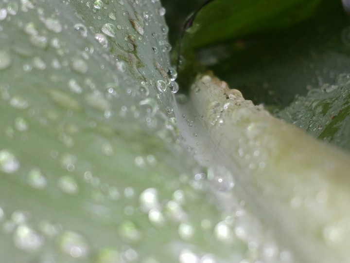 water drops...