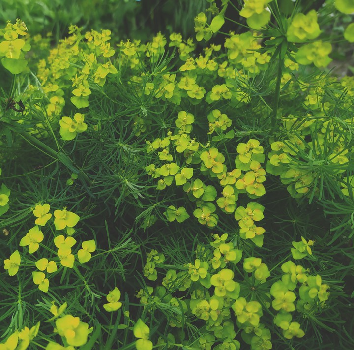 plant