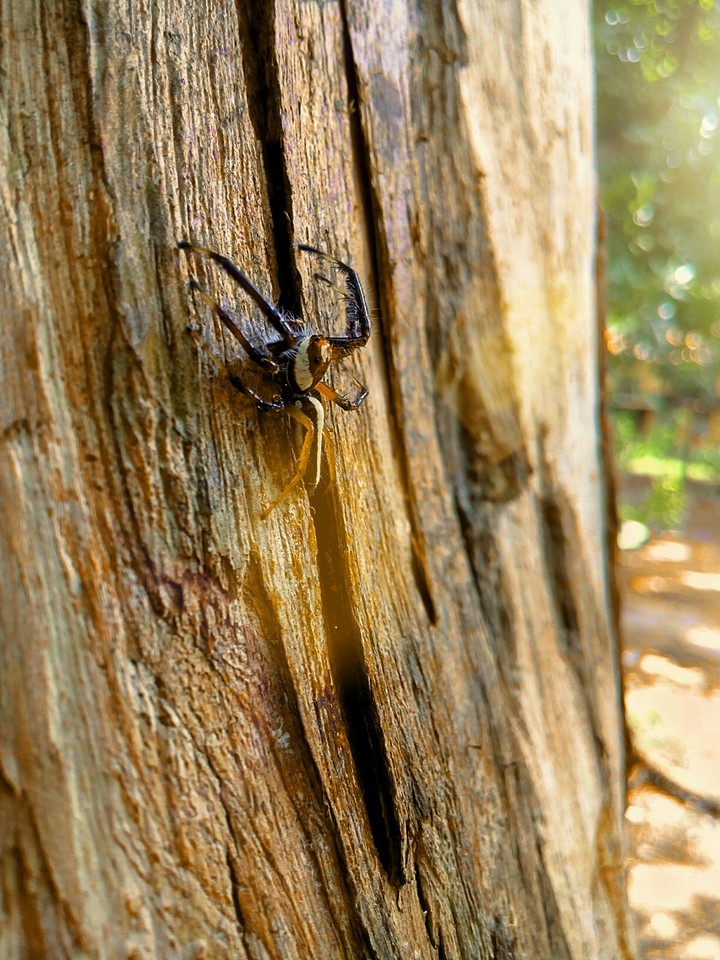 Spider