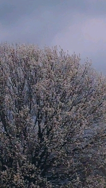 Bradford pear
