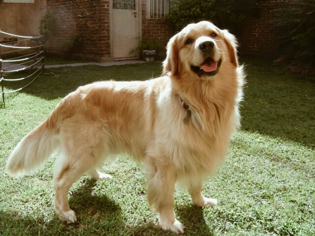 bela.    la mejor perrita del mundo mundial.        R.I.P.☠