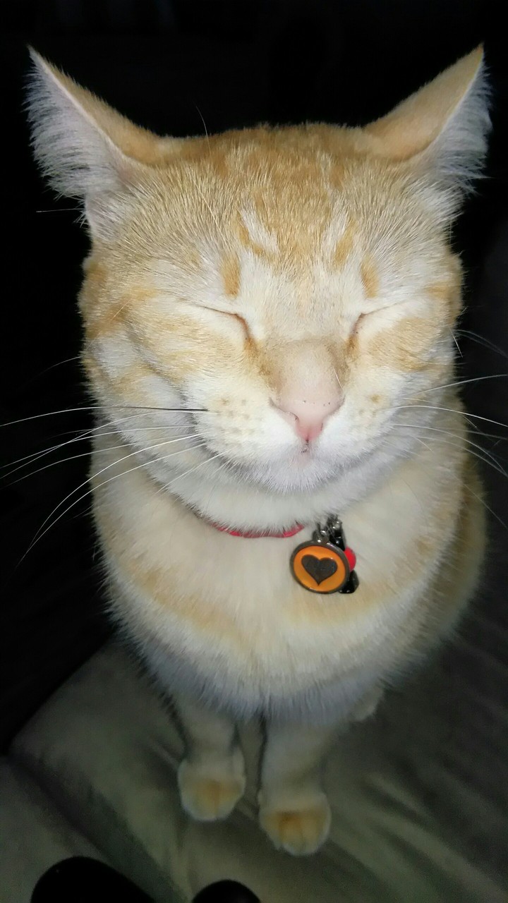 Lola