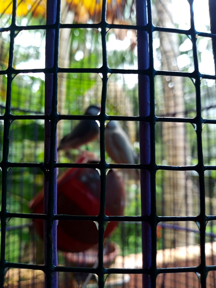 Caged Love