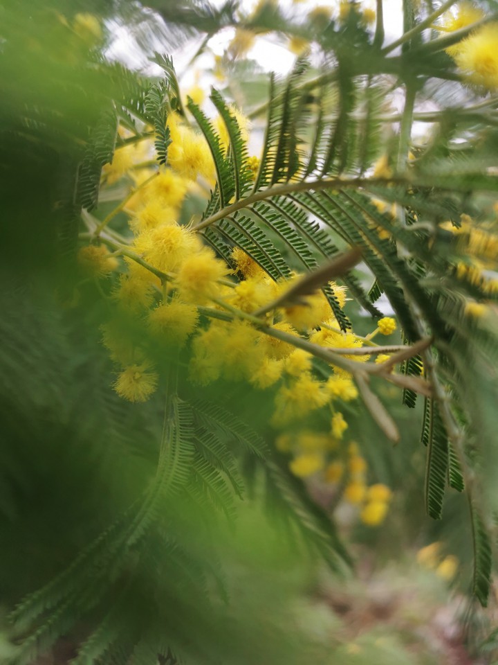 mimosa