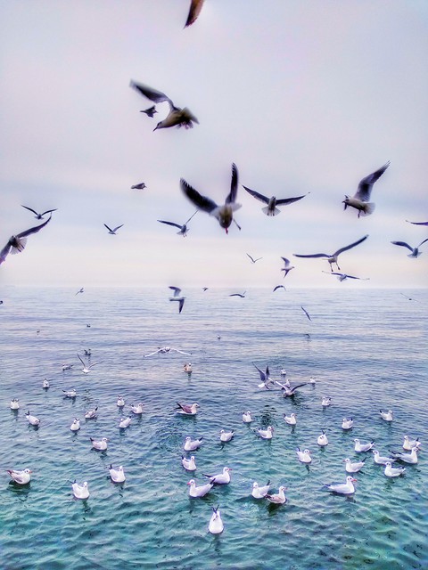 seagulls
