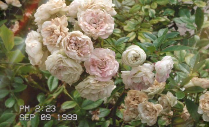 retro rose