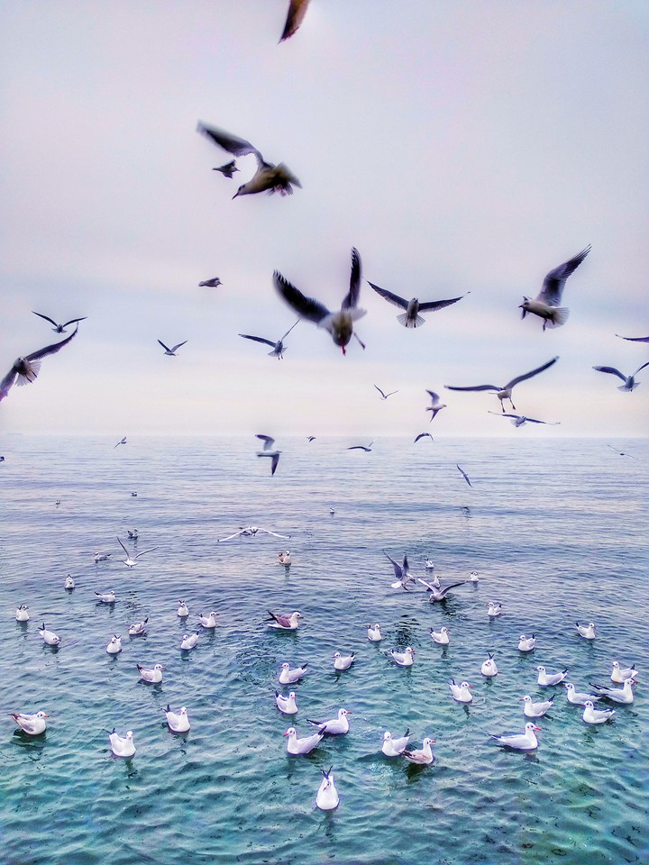 seagulls