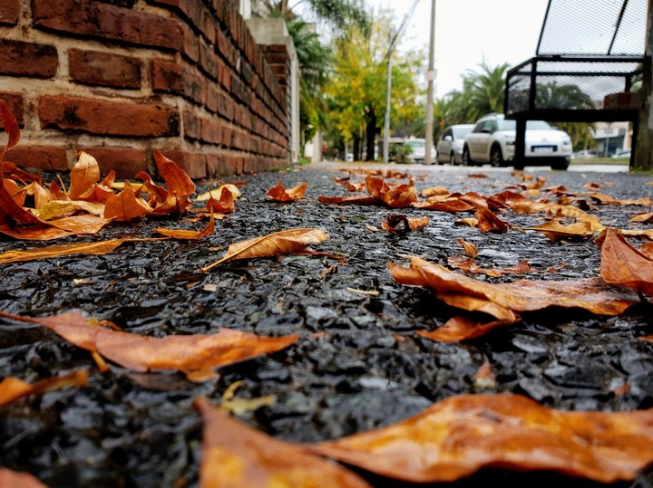 Leaves