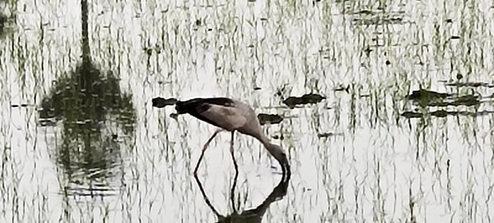 crane
