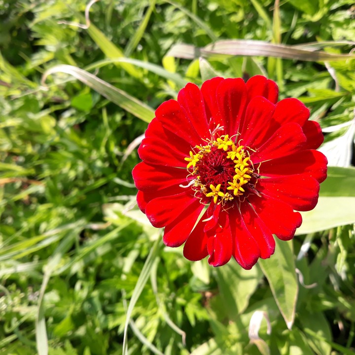 flower