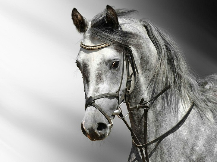 horse