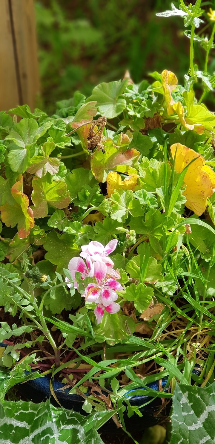 spring 3
