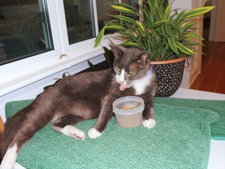 Cat nip