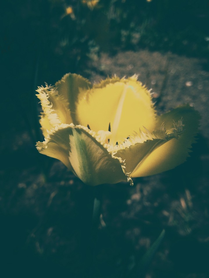 tulip