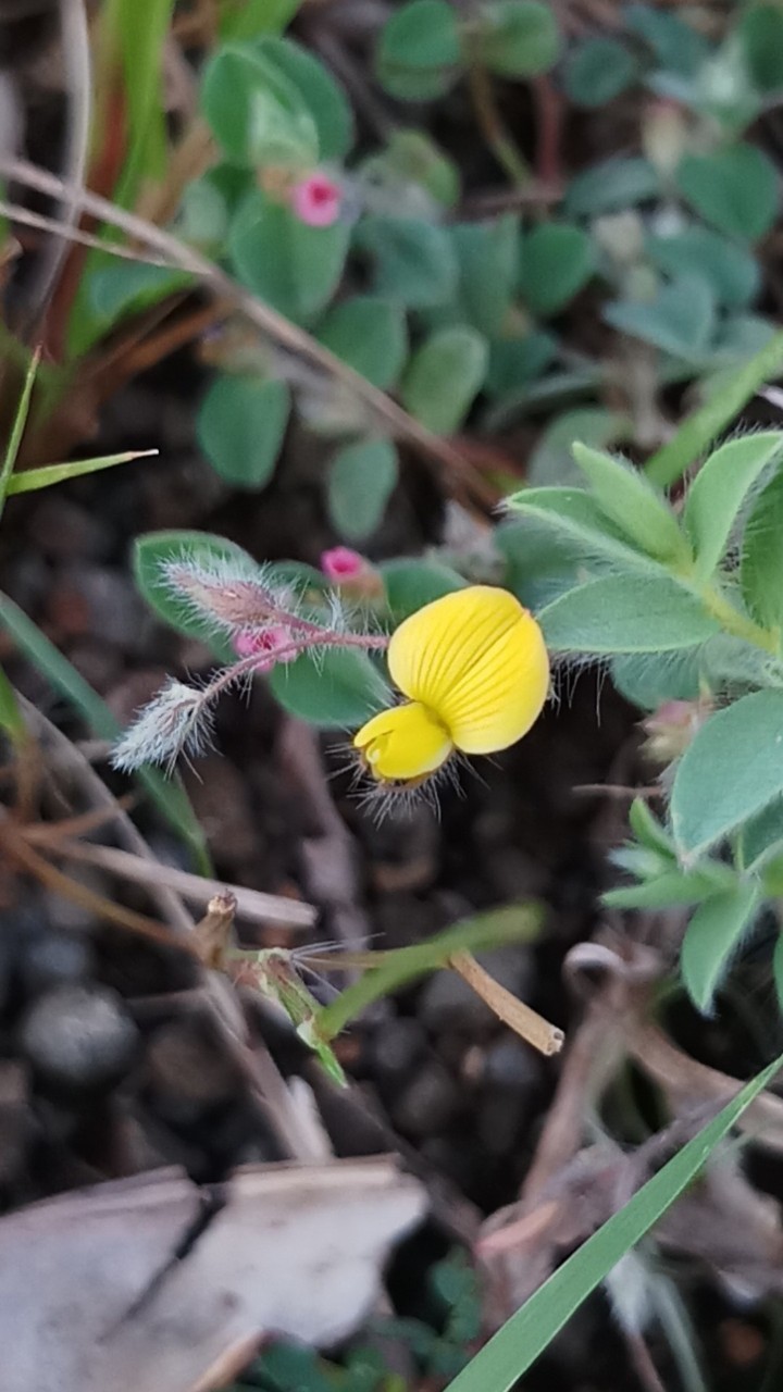 wild plant