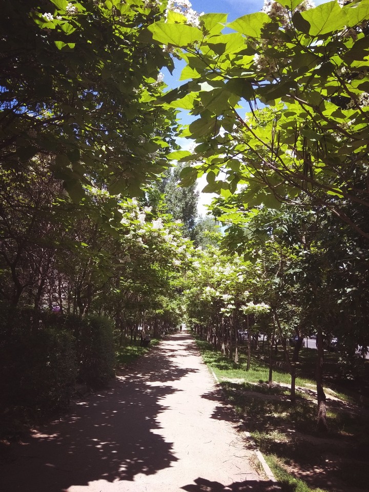 garden