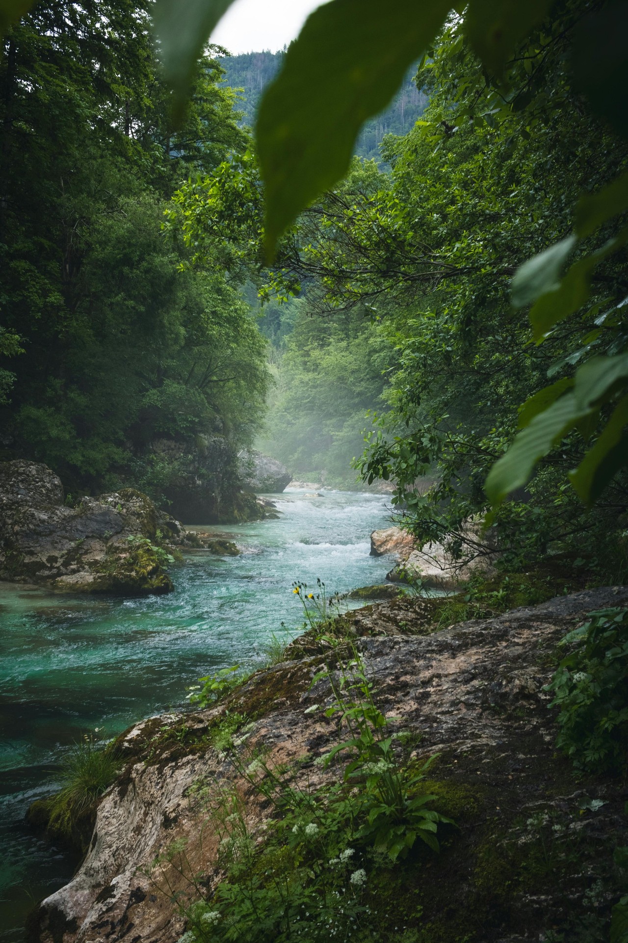 green, vegetation wallpapers