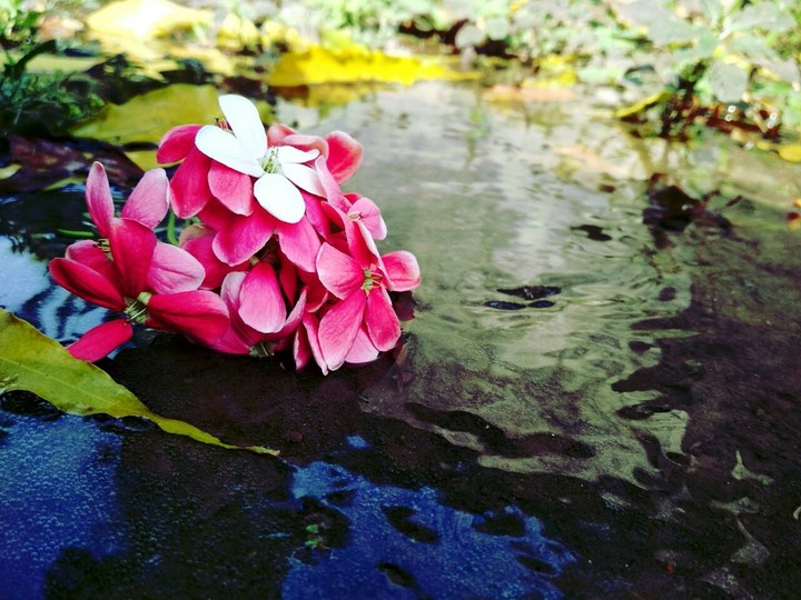 Pink Flowers