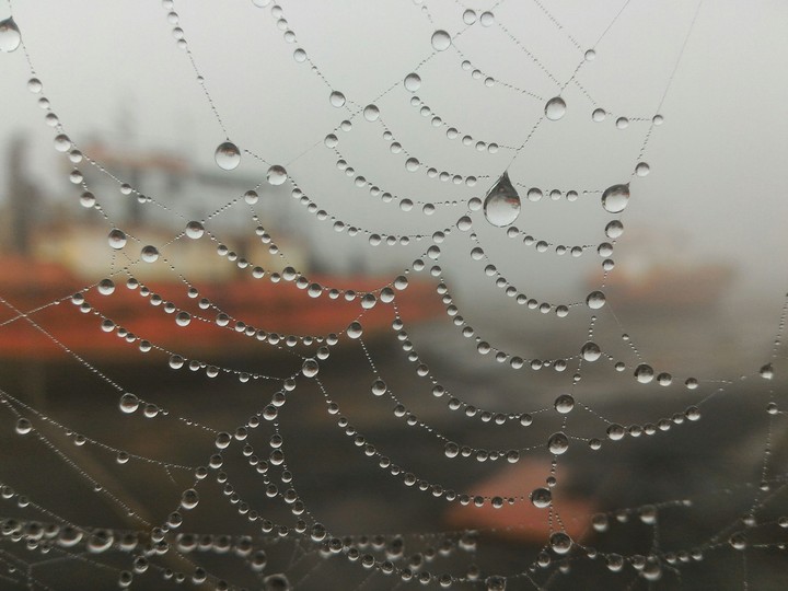 spider's web