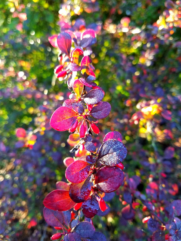 color spray