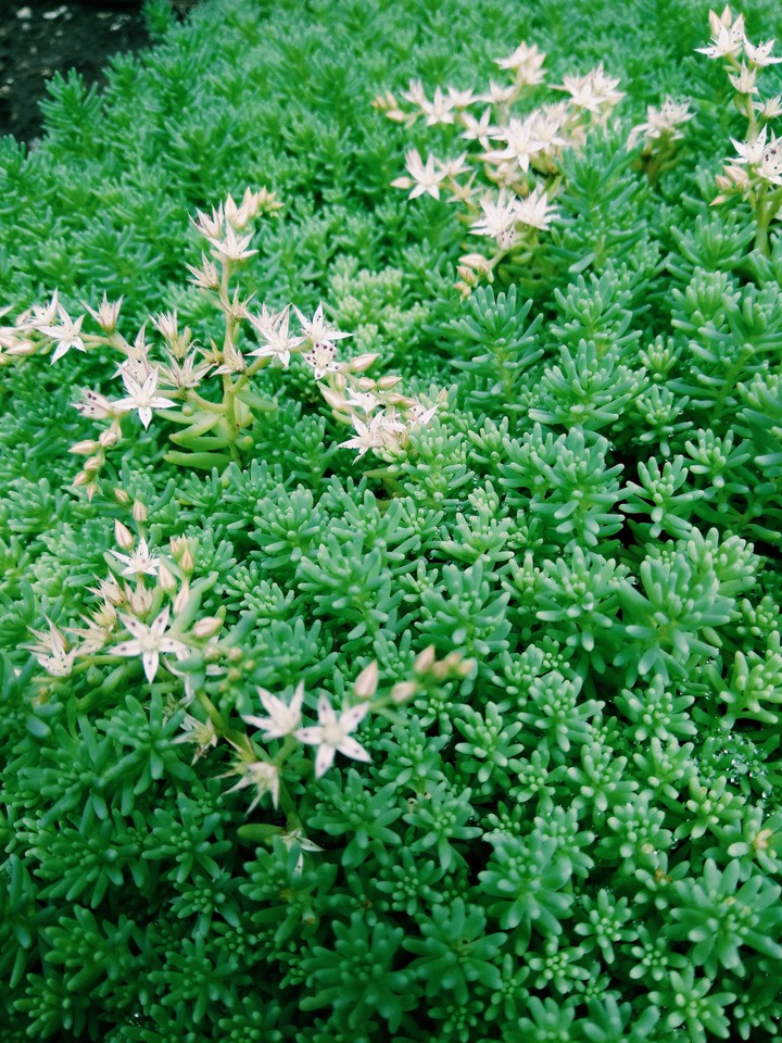 цветы