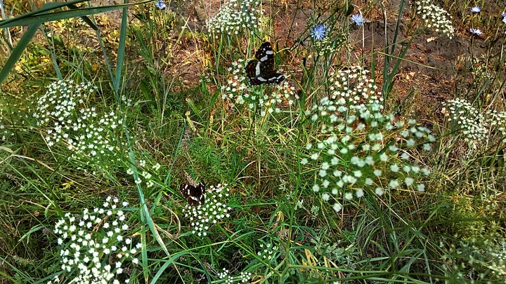eco