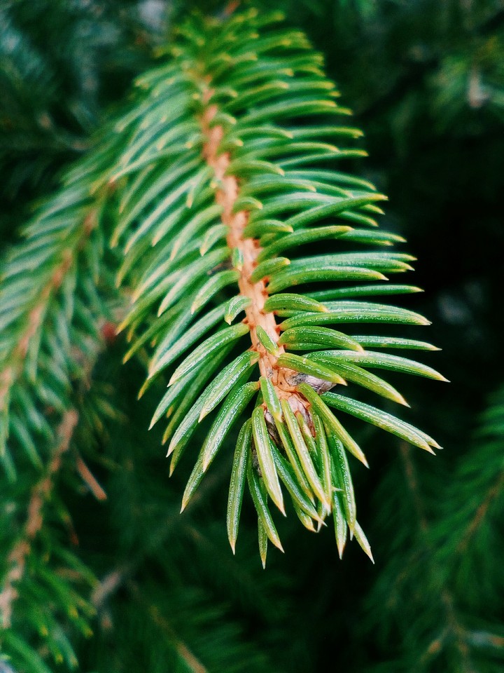 Christmastree