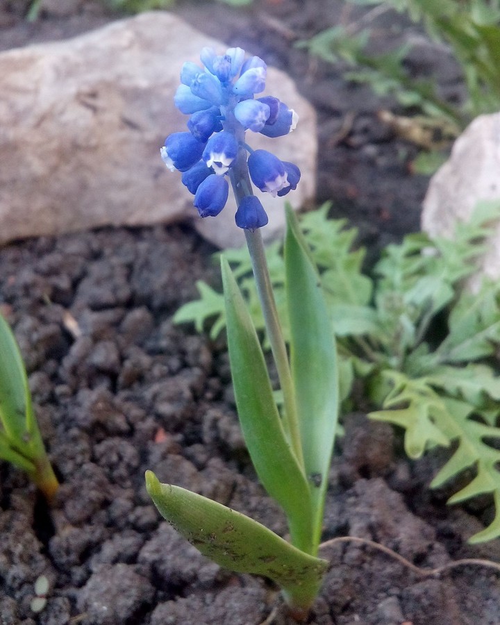 spring