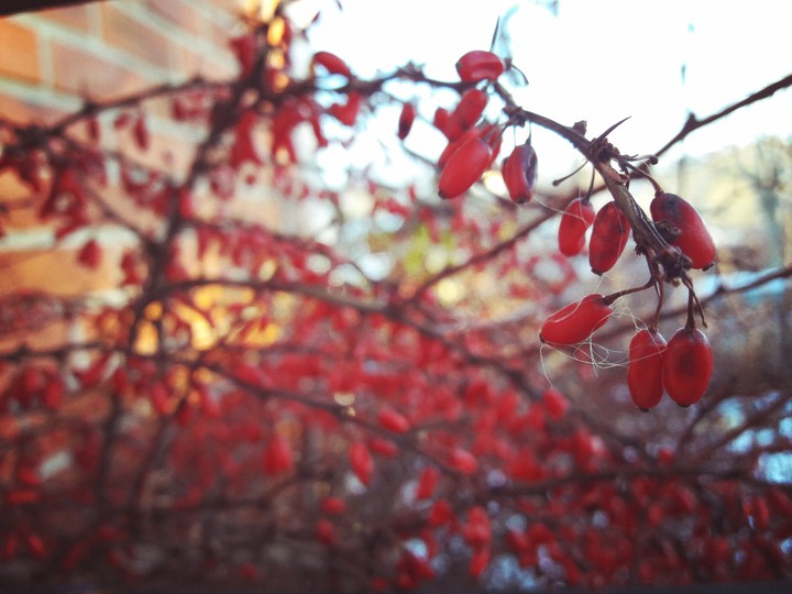 Very Berry