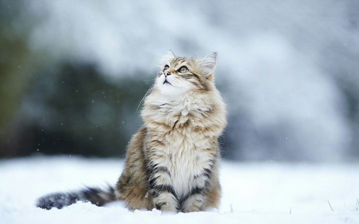 cat
