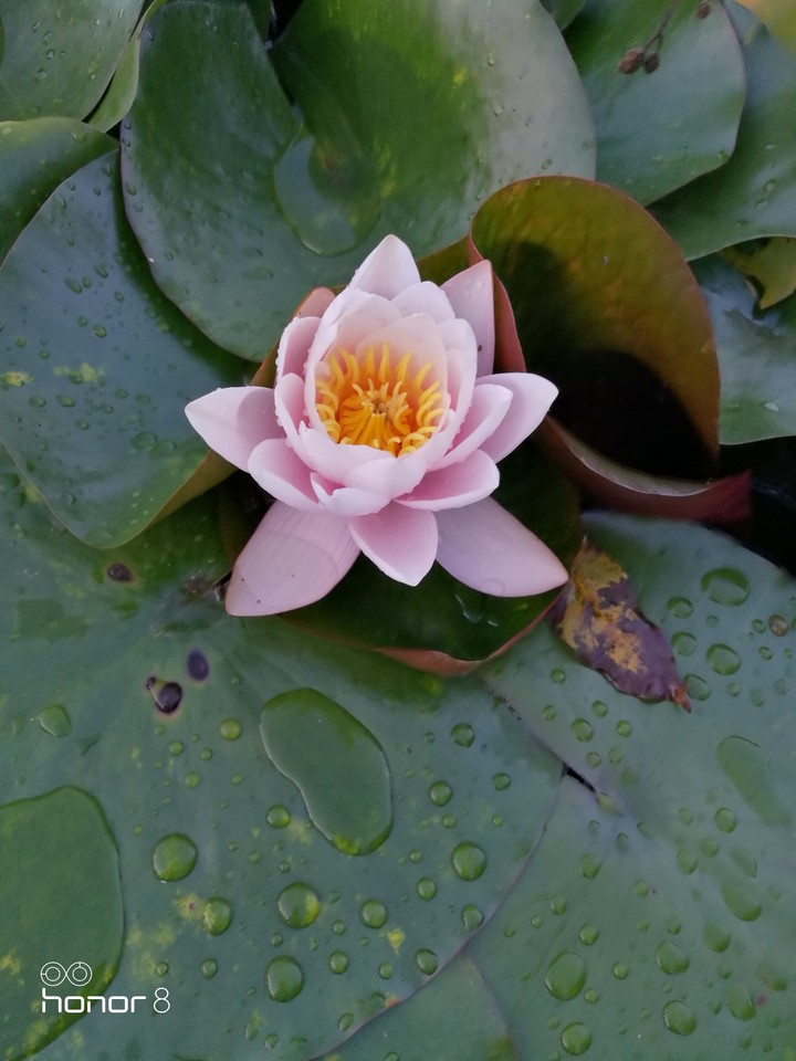water lily
