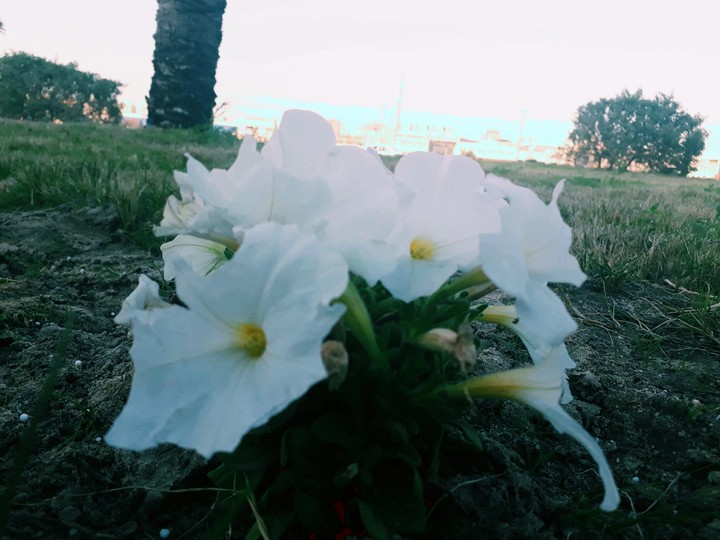Flower