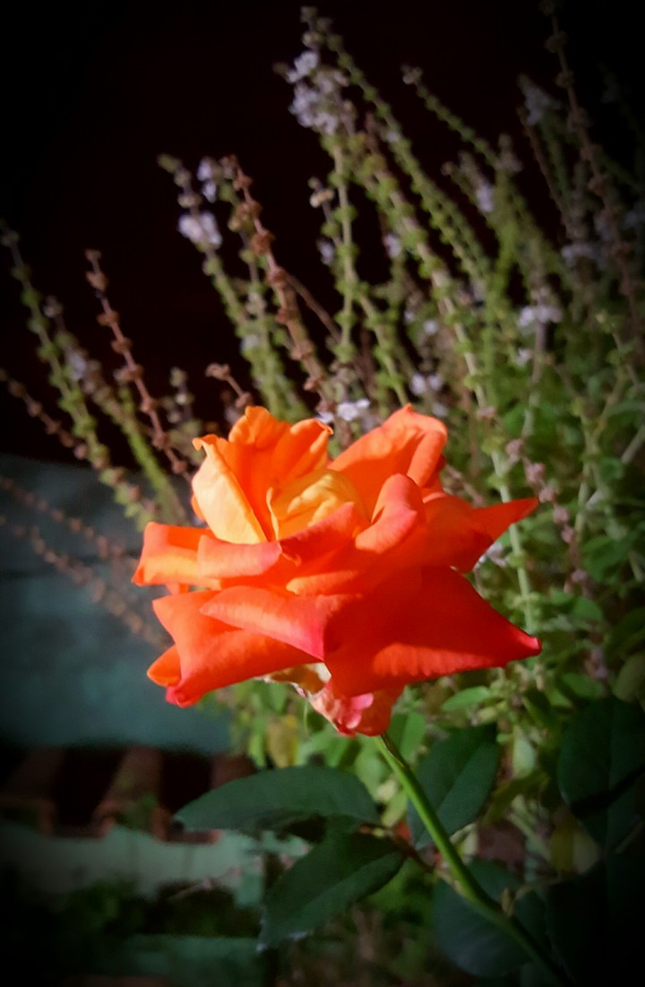 rossess3