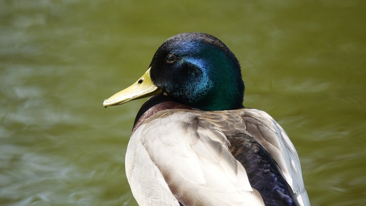 a duck observer